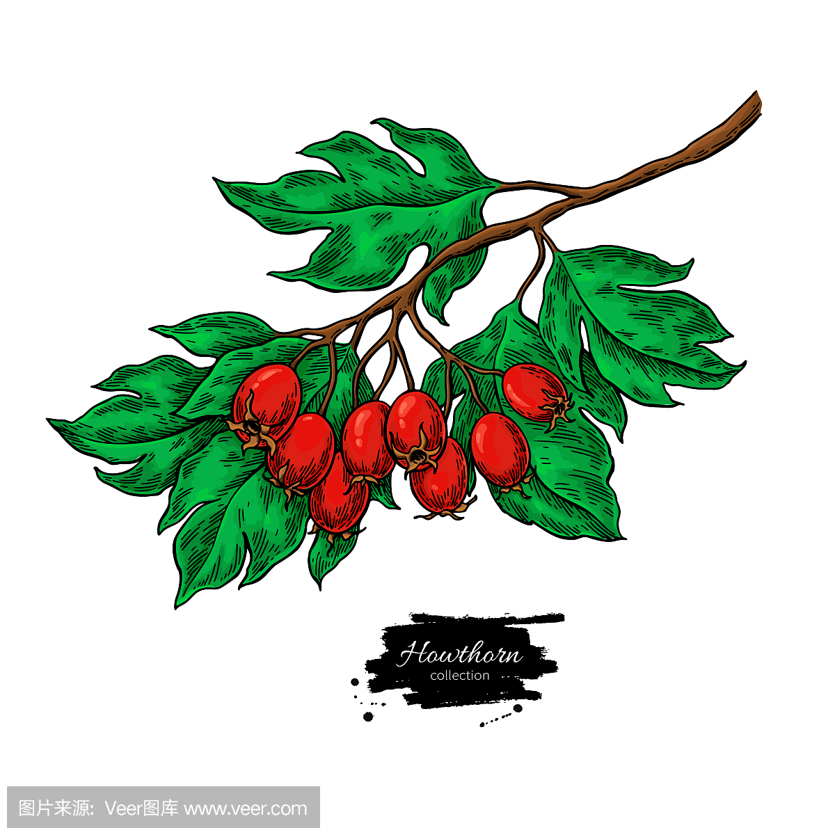 山楂分支图。矢量手绘植物与红浆果